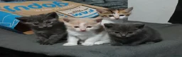British Shorthair cats for sale: 4 beautiful kittens in Sheffield - Advert 4