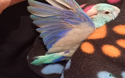 Parakeets birds for sale: Male parrolet  - Image 1