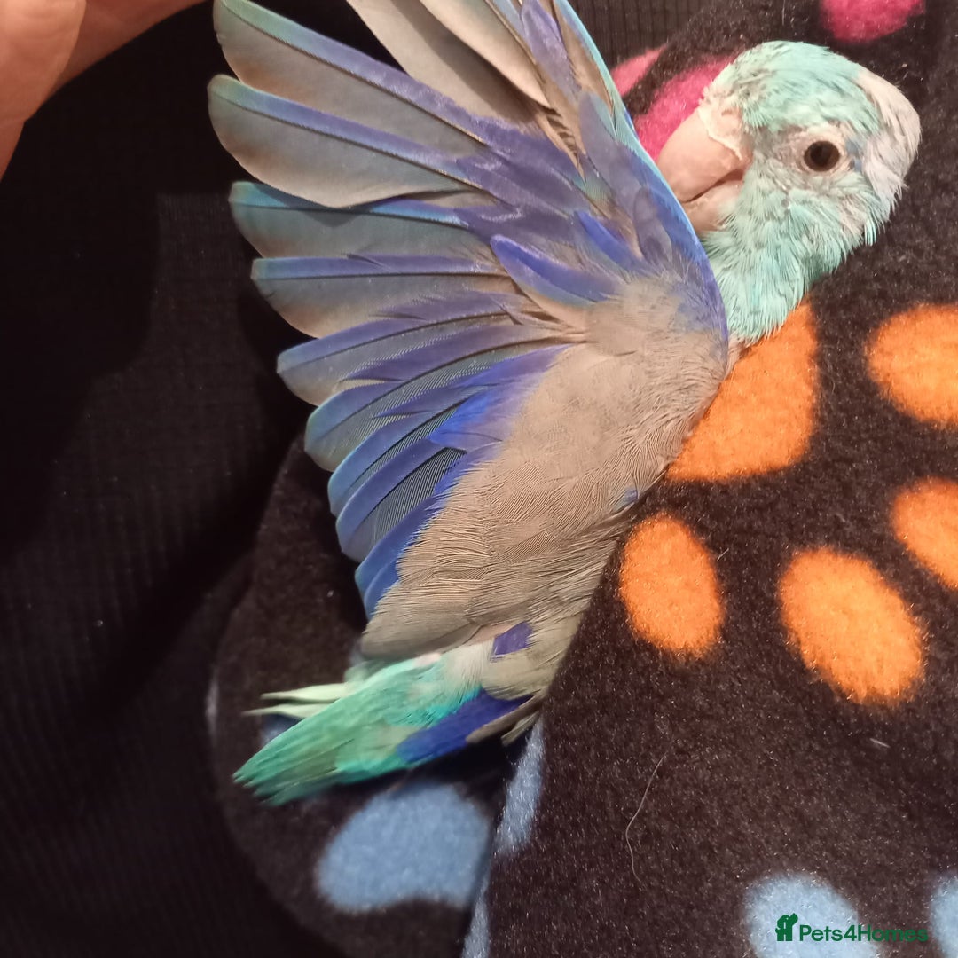 Parakeets birds for sale: Male parrolet  - Image 1