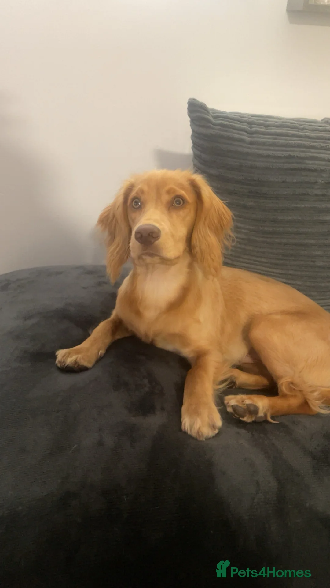 Cocker Spaniel dogs for sale: 7 month old cocker spaniel male  - Advert 2