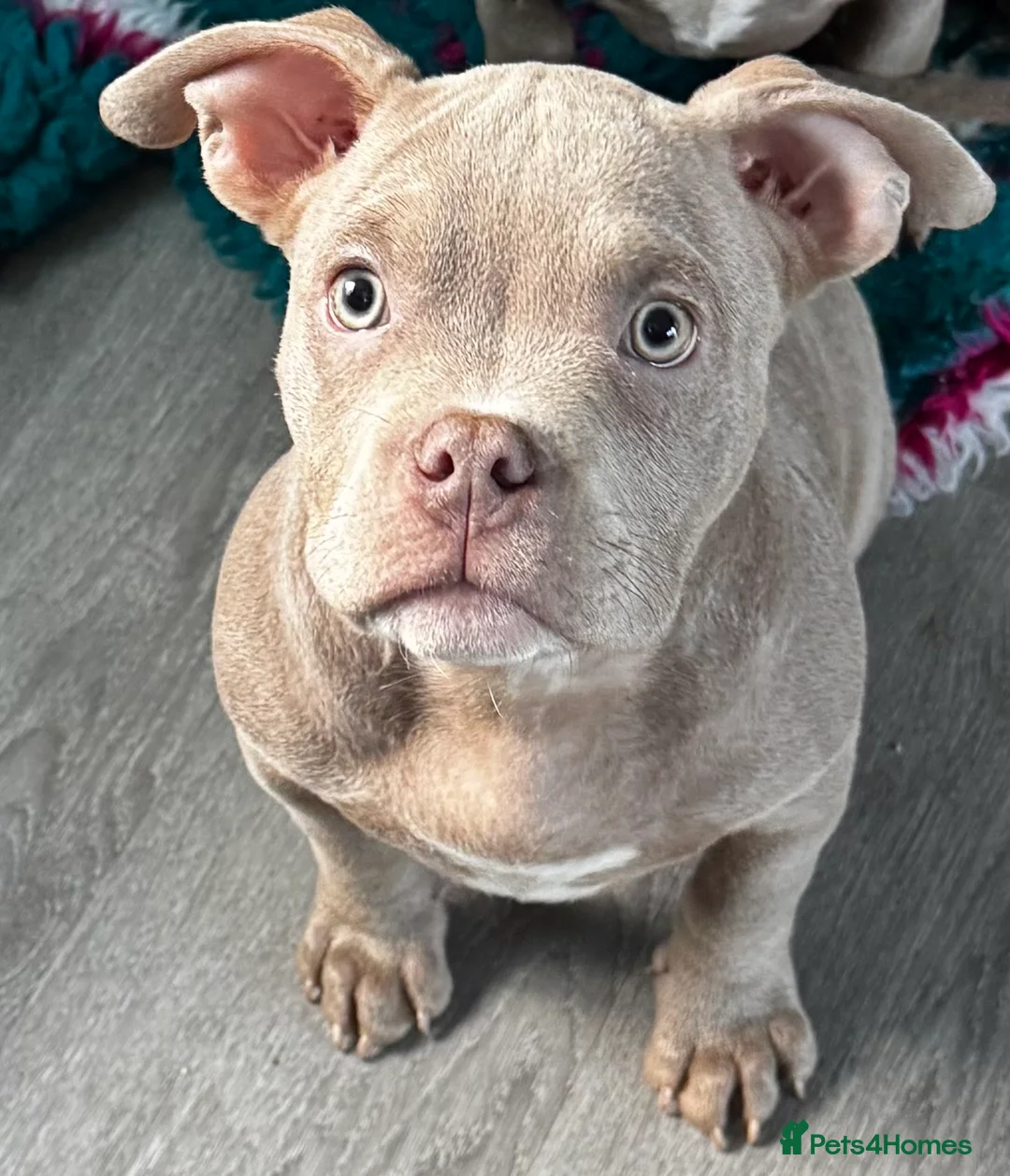 American Bully dogs for sale: Micro bully ABKC registered, last girl  - Advert 2