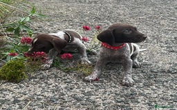 German Shorthaired Pointer dogs for sale: 3boys 3girls left ‼️Stunning Litter of GSP puppies - Image 14