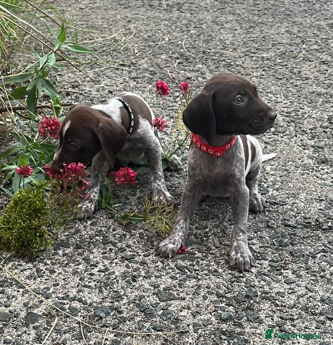 German Shorthaired Pointer dogs for sale: 3boys 3girls left ‼️Stunning Litter of GSP puppies - Image 14