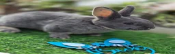 Rex rabbits for sale: Blue otter mini rex available to reserve  - Advert 3