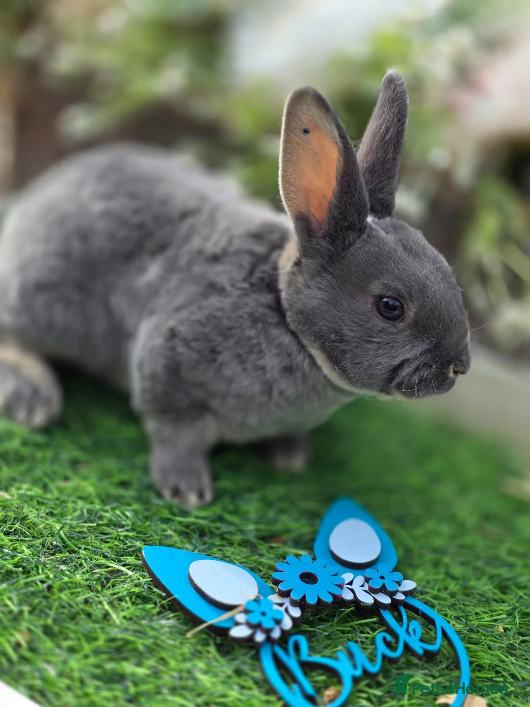 Rex rabbits for sale: Blue otter mini rex available to reserve  - Advert 3