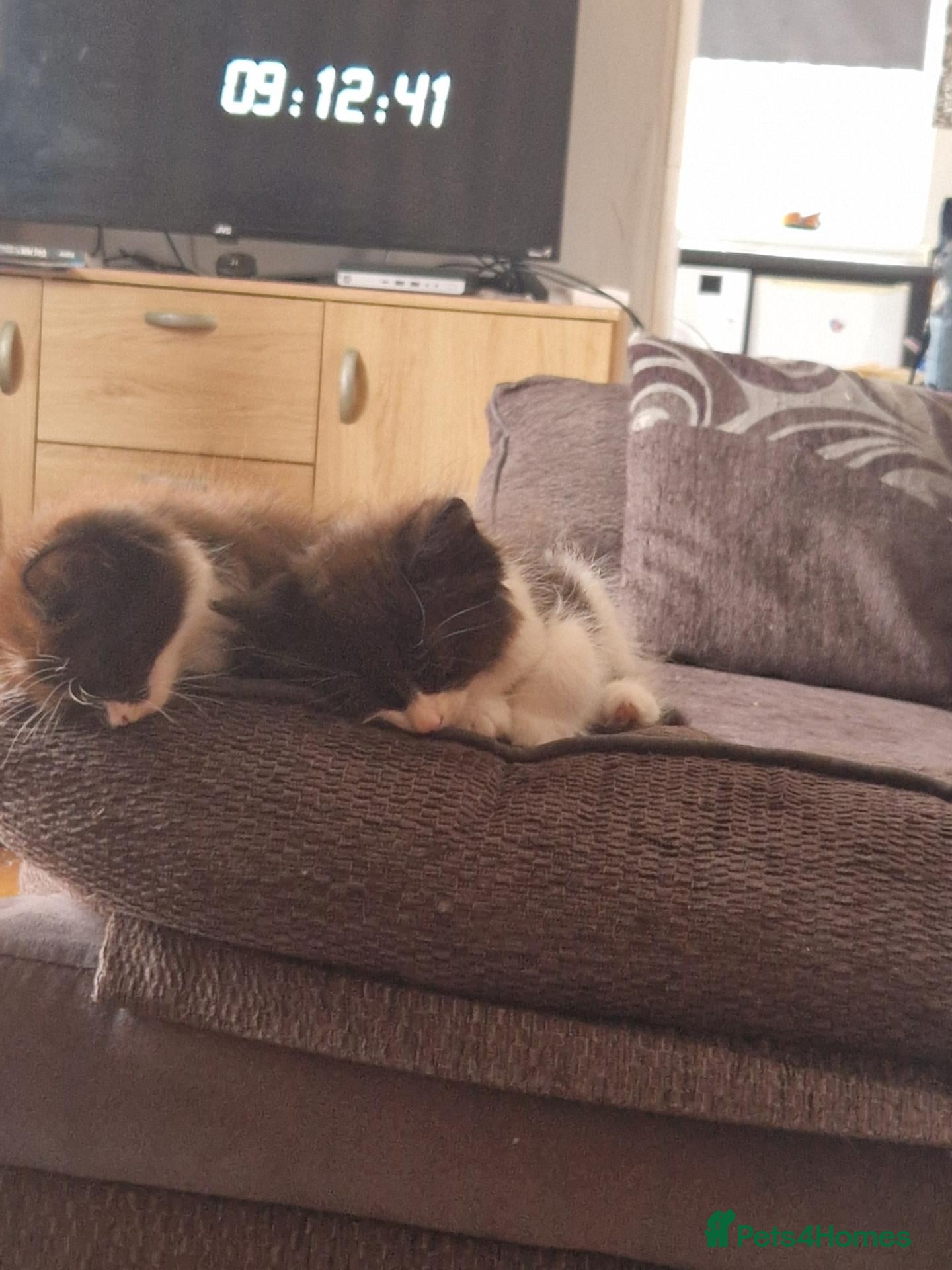 Mixed Breed cats 2 girls ready to go  - Advert 1