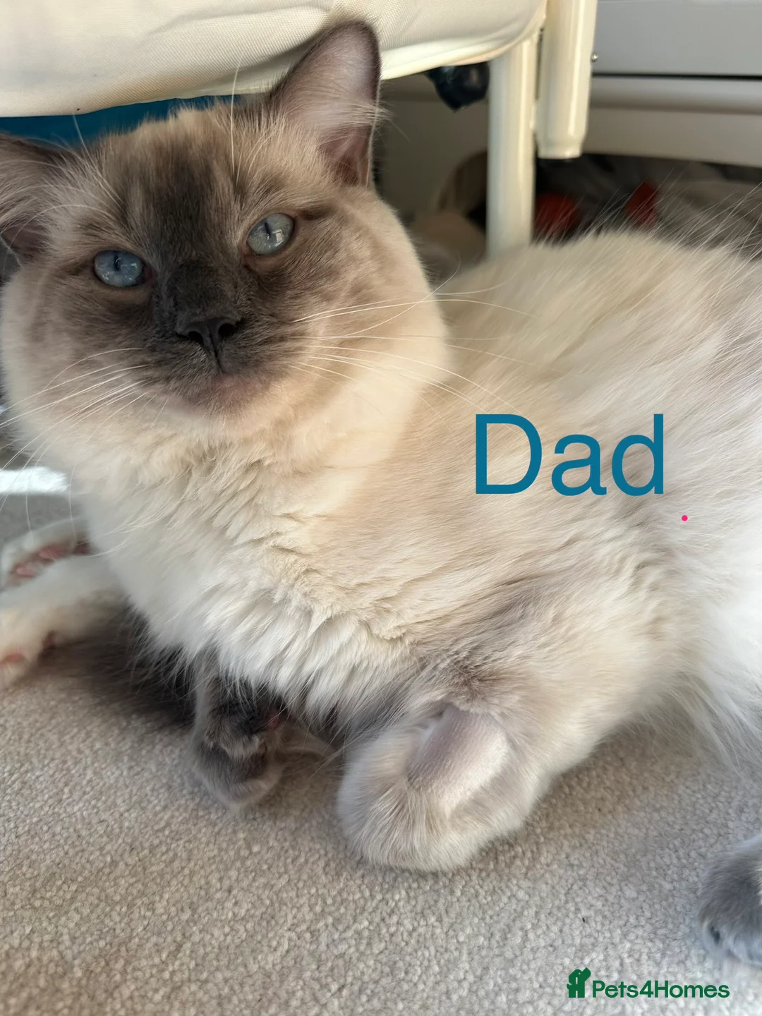Ragdoll cats for sale: Beautiful Ragdoll kittens for sale - Advert 2