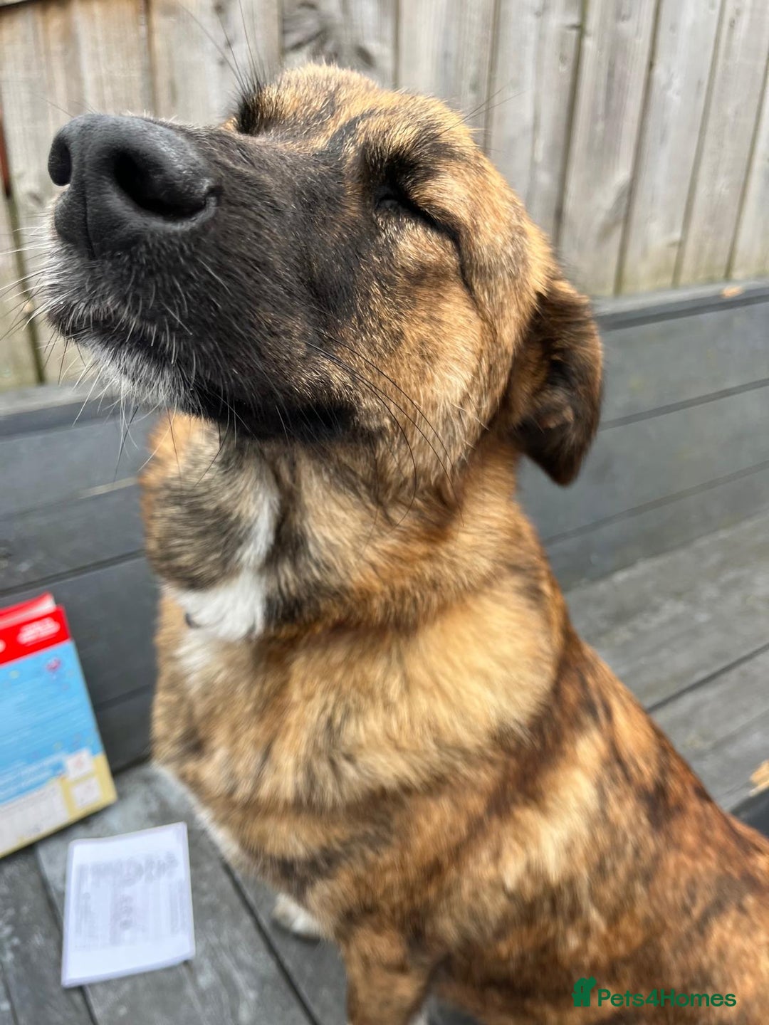 Mixed Breed dogs for sale: Mixed breed gorgeous female Cici - Image 3