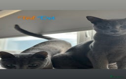 Russian Blue cats for sale: 2 x Pedigree Russian Blue GCCF - Advert 12