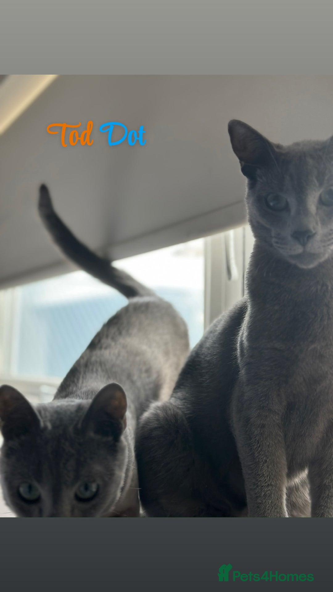 Russian Blue cats for sale: 2 x Pedigree Russian Blue GCCF - Advert 12
