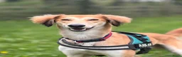 Lurcher dogs for adoption: Falkor - Advert 4