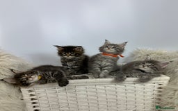 Maine Coon cats for sale: Gorgeous Pure Breed Maine Coon Kittens - Image 31