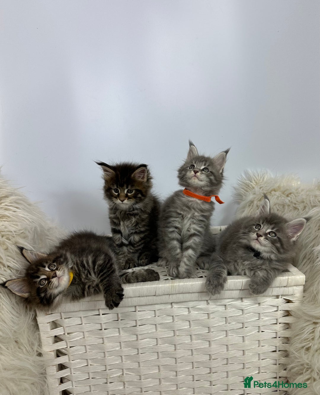 Maine Coon cats for sale: Gorgeous Pure Breed Maine Coon Kittens - Image 31