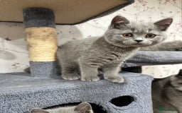 British Shorthair cats for sale: 4 Gorgeous British Blue Kittens  - Image 19