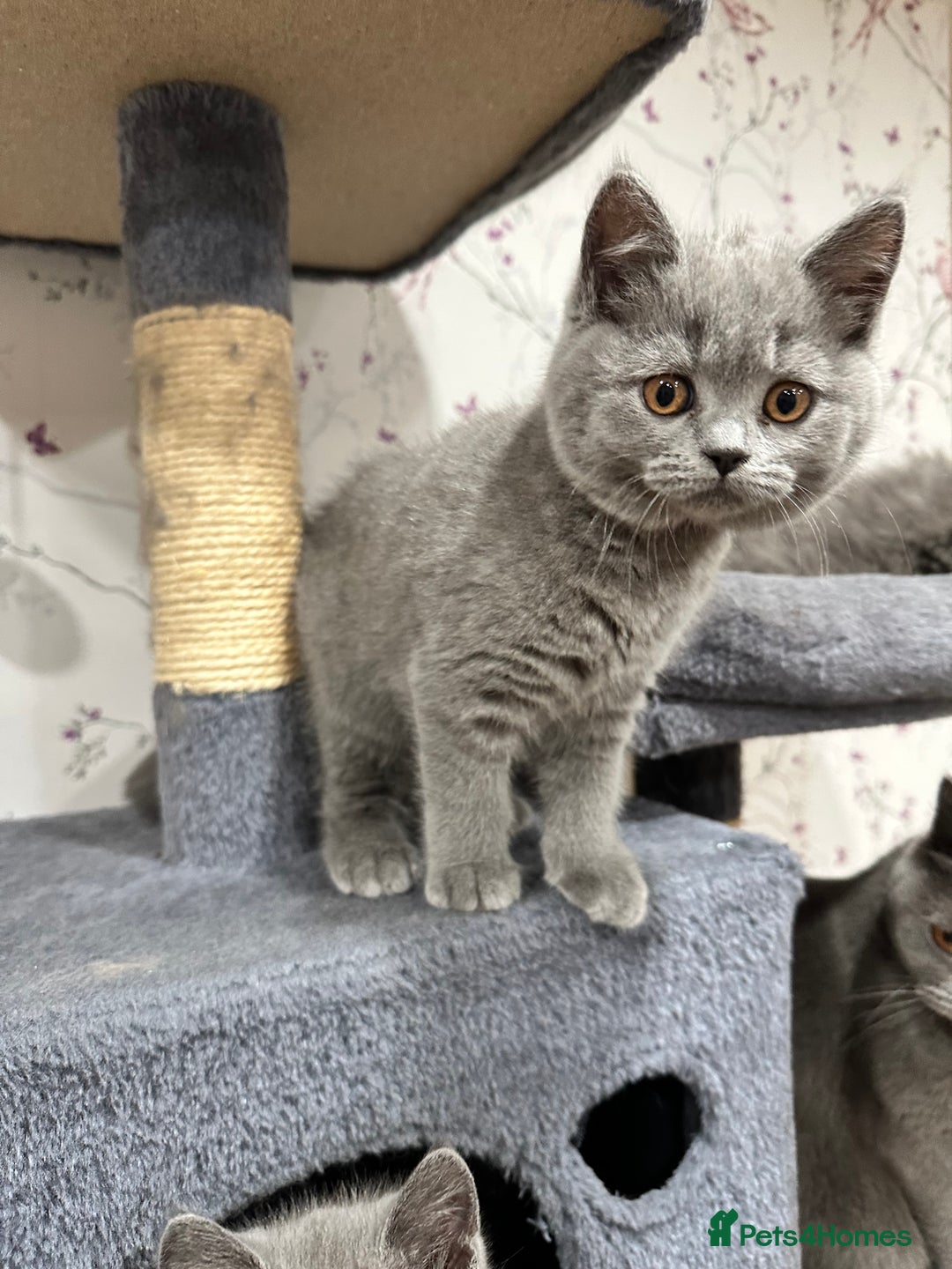 British Shorthair cats for sale: 4 Gorgeous British Blue Kittens  - Image 19