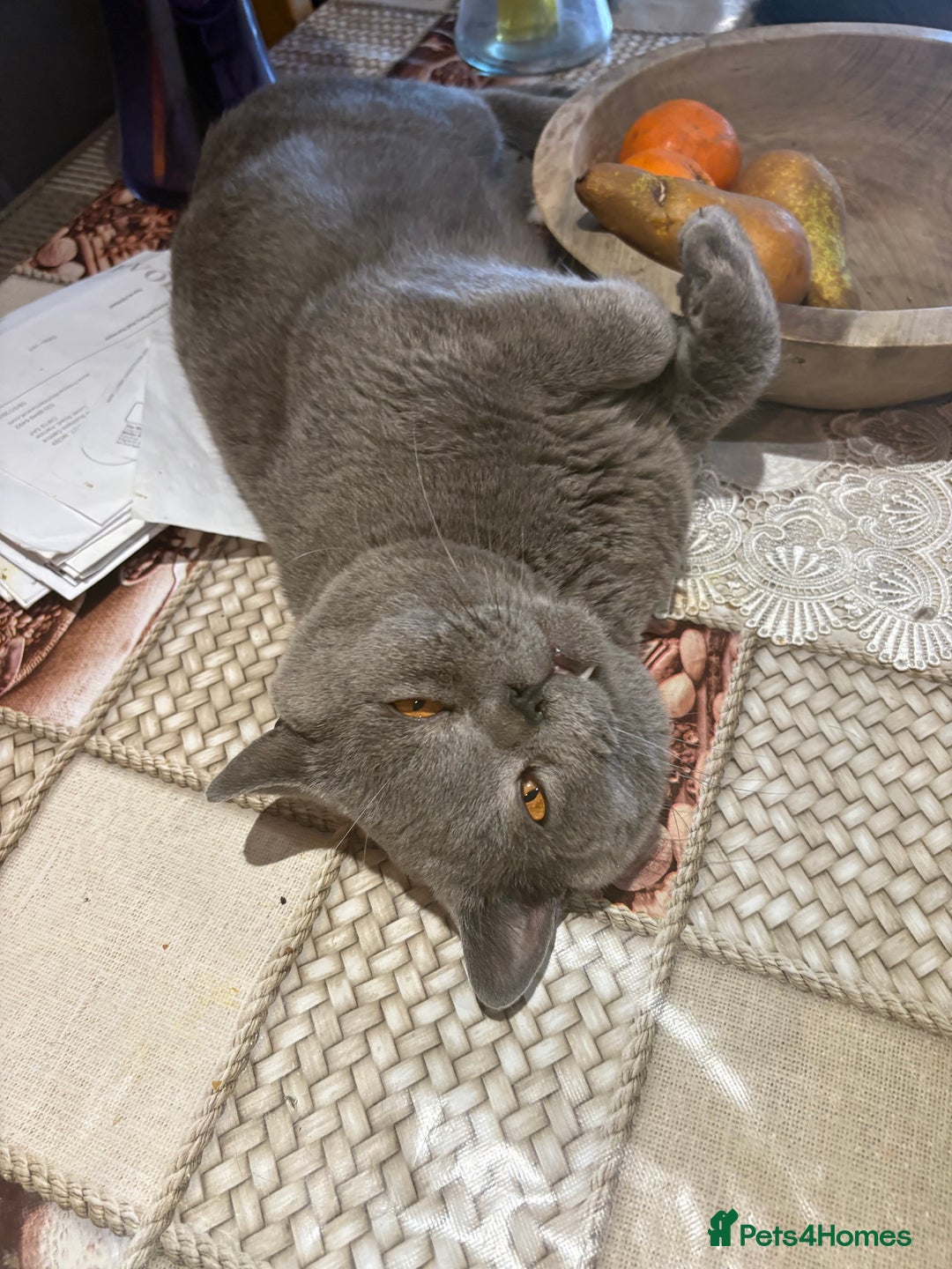 British Shorthair cats for sale: British Shorthair kittens  - Advert 20