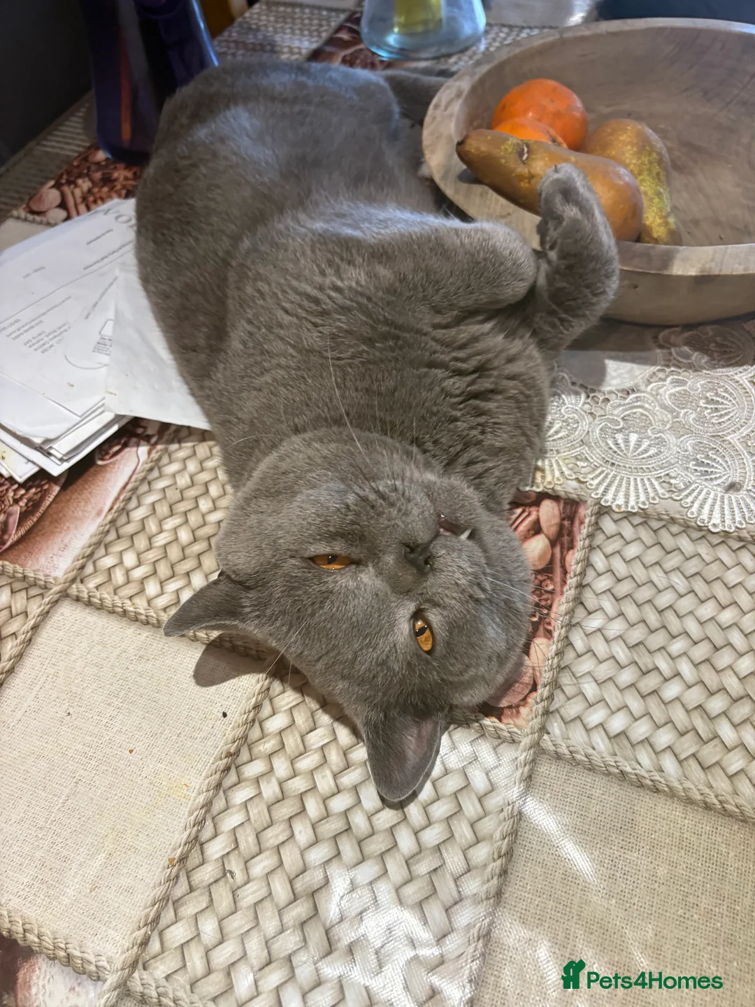 British Shorthair cats for sale: British Shorthair kittens  - Advert 19