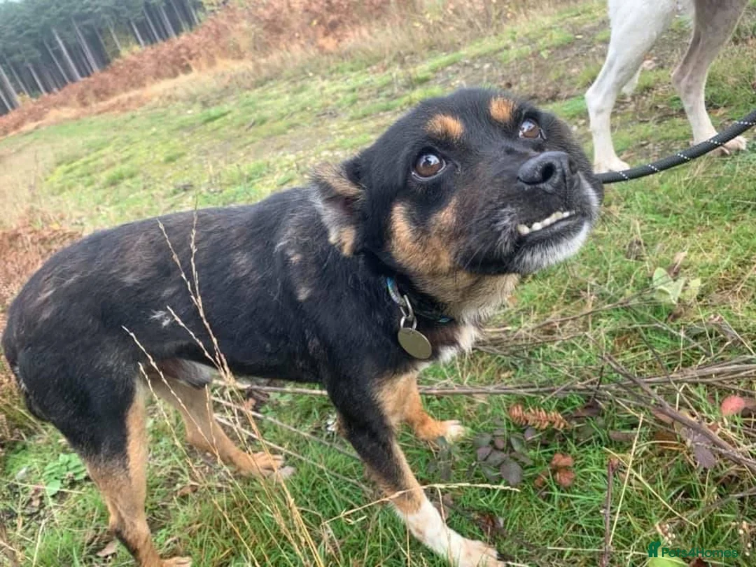 Mixed Breed dogs for adoption: Paddy - Norwich Norfolk  - Advert 8