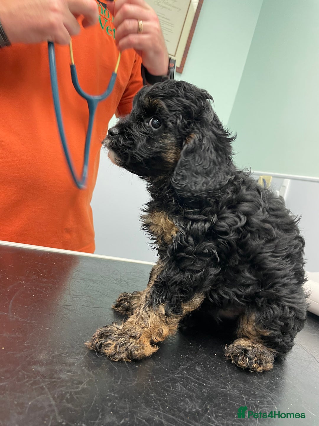 Cavapoo dogs for sale: Exceptional F1 Cavapoos. 5*  - Image 5