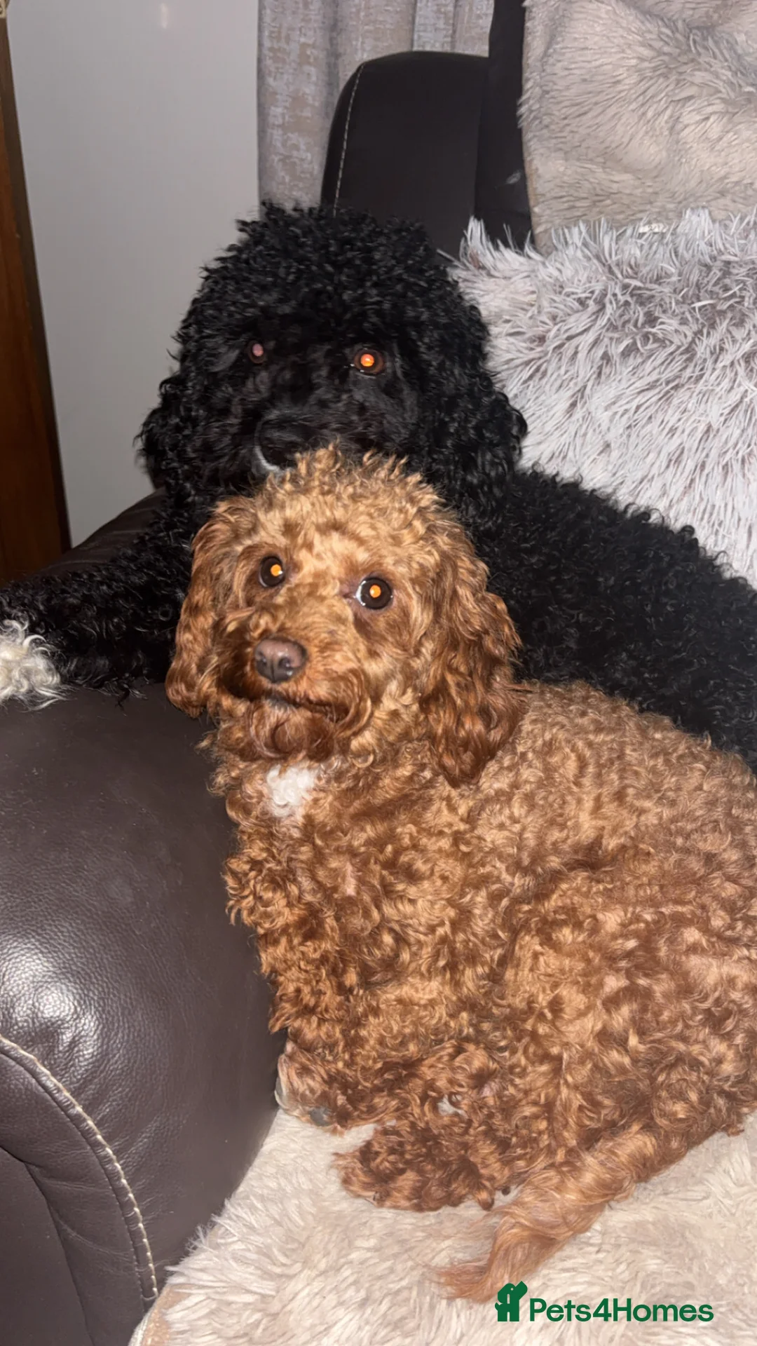 Cavapoo dogs for sale: Cavapoo Puppies  in Nuneaton - Advert 1