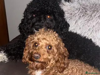 Cavapoo dogs Cavapoo Puppies - Advert 13