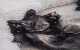 Domestic Shorthair cats for sale: Stunning kittens for sale - Image 15