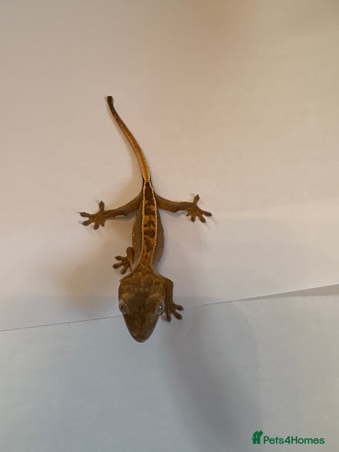 Gecko reptiles for sale: crested geckos  - Image 4