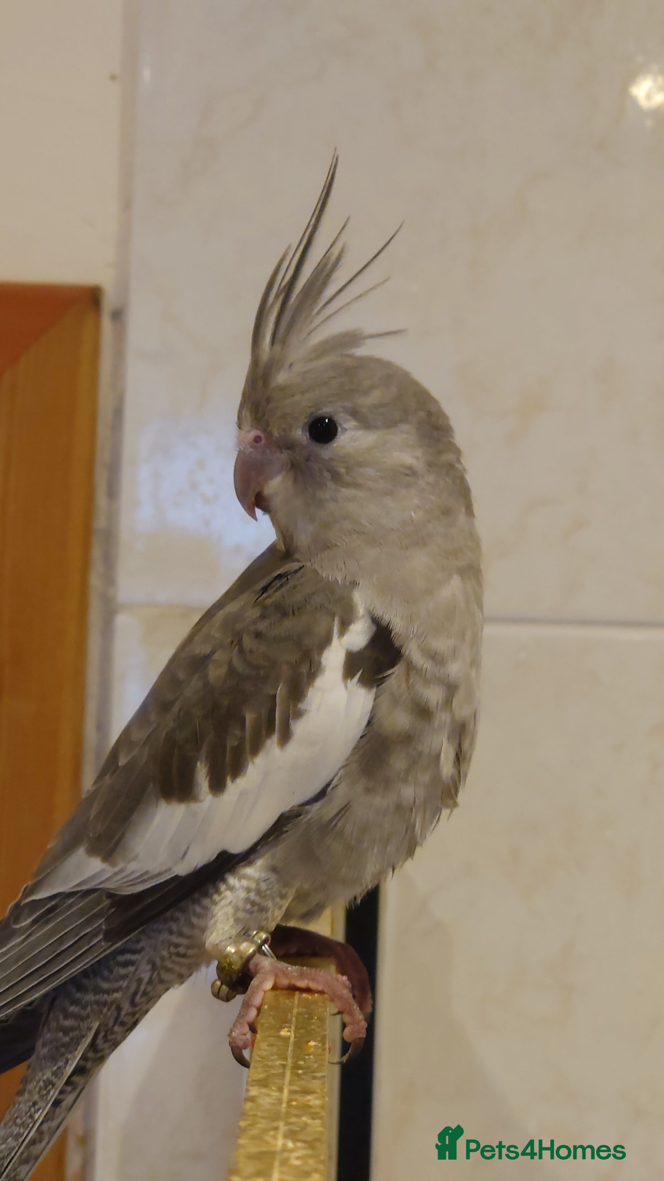 Cockatiels birds Silly tame hand reared cockatiels for rehoming - Advert 10