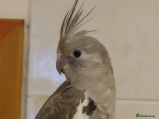 Cockatiels birds Silly tame hand reared cockatiels for rehoming - Advert 10