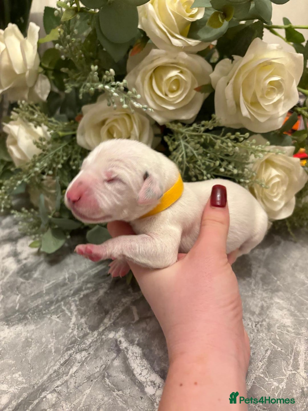 Dalmatian dogs for sale: 5 Generation KC Registered Dalmatians Boys - Advert 9