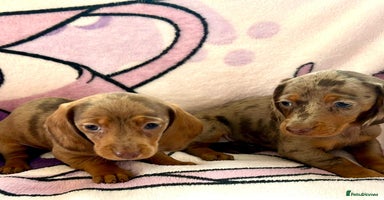 Dachshund dogs - Advert 6