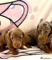 Dachshund dogs - Advert 6