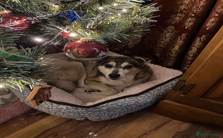 Mixed Breed dogs Gracie  - Advert 8