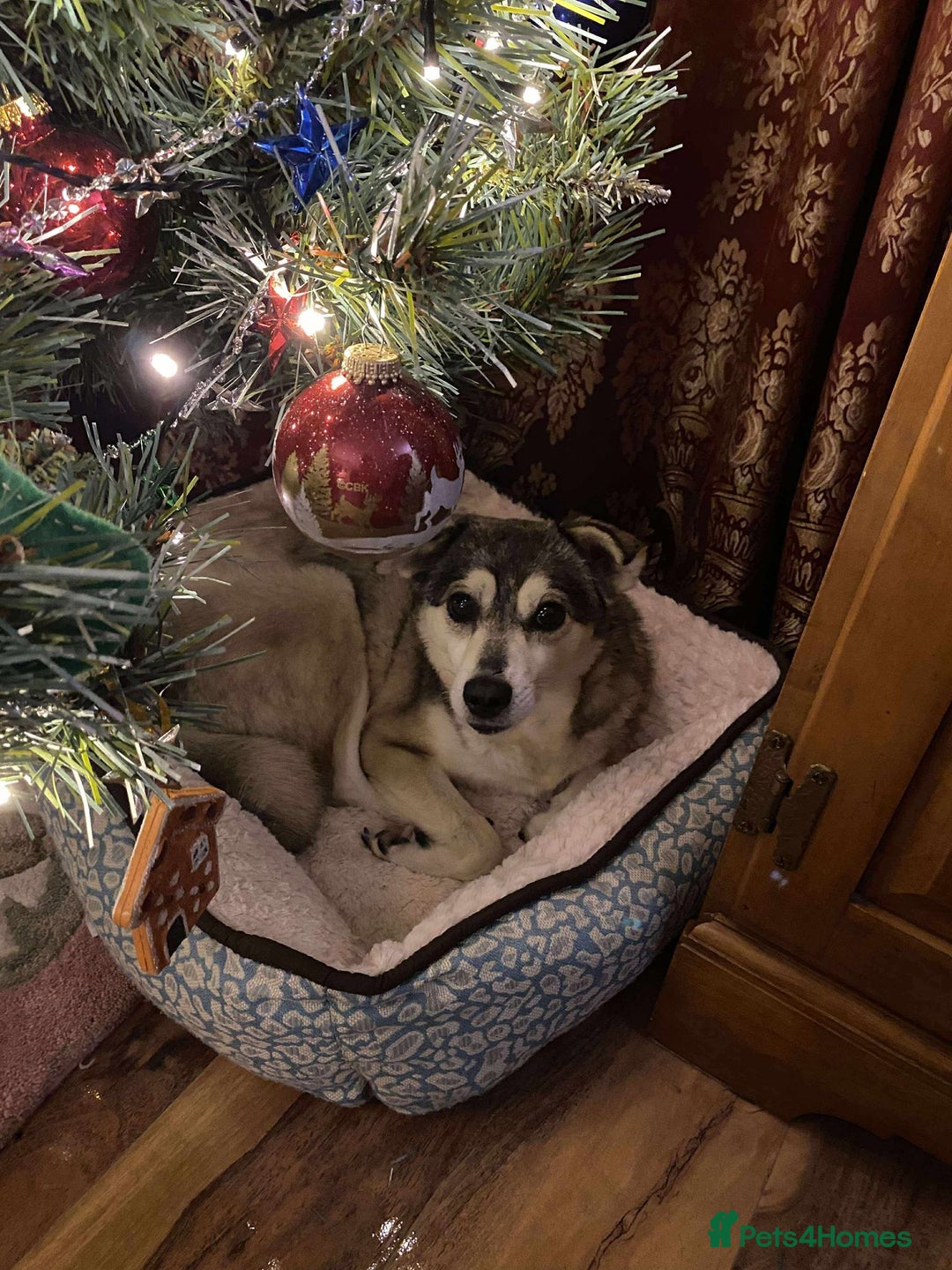 Mixed Breed dogs for adoption: Gracie  - Advert 1