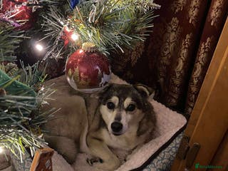 Mixed Breed dogs Gracie - Advert 20