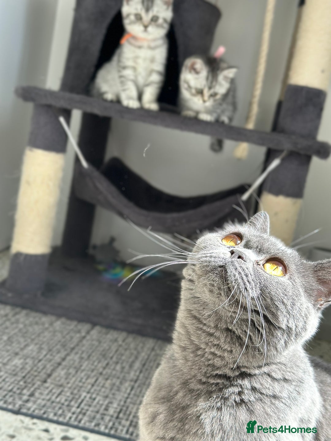 British Shorthair cats for sale: Taby British short hair kittens  - Image 10