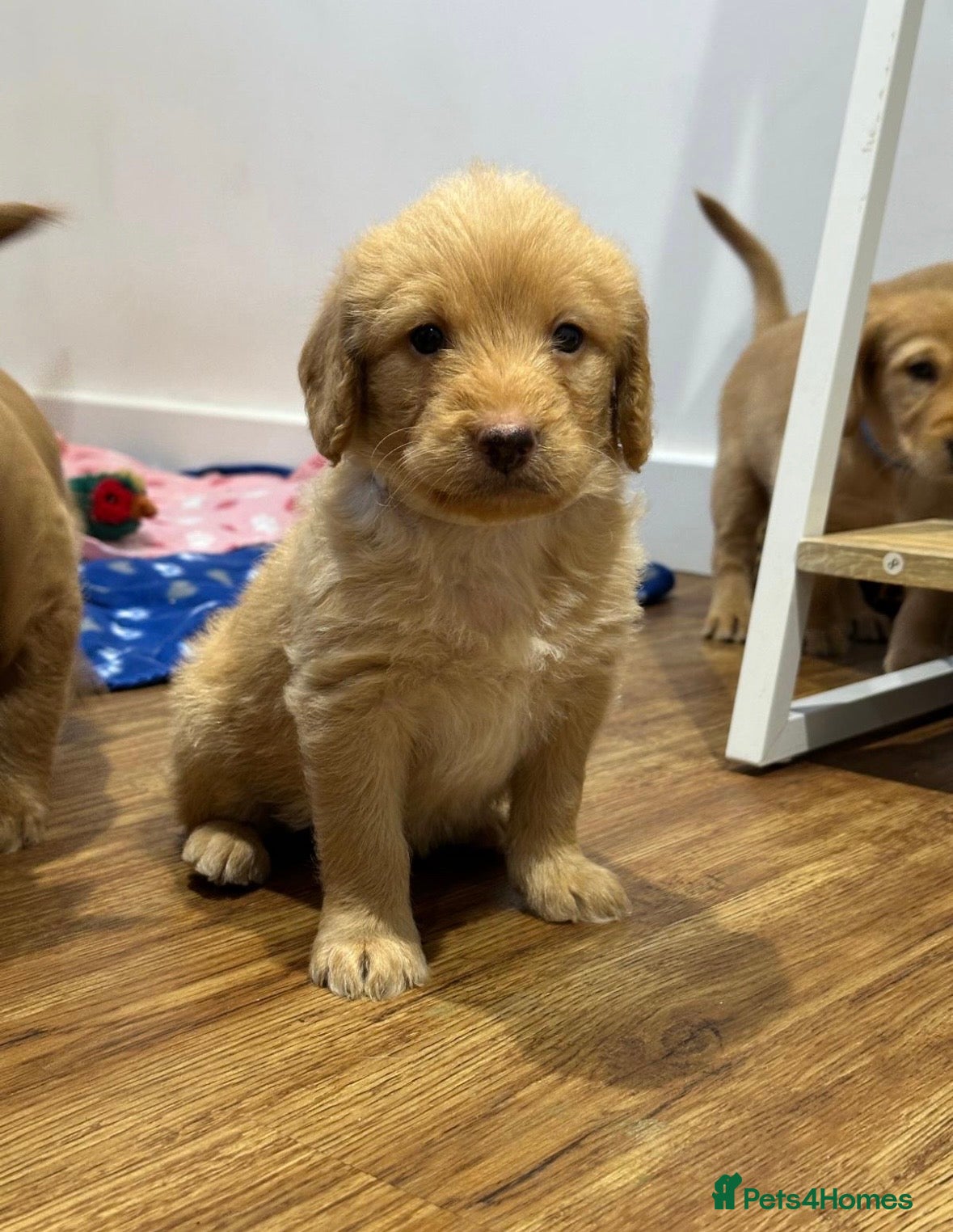 Labradoodle dogs ⭐️Fully Health Tested F1 Miniature Labradoodles⭐️ - Advert 3