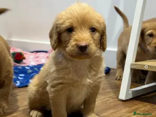 Labradoodle dogs ⭐️Fully Health Tested F1 Miniature Labradoodles⭐️ - Advert 3