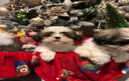 Shih Tzu dogs for sale: 2 Shih Tzu puppies ready for their forever home - Advert 11