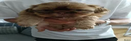 Shih Tzu dogs for sale: Imperial Shih Tzu puppies for sale - Advert 5