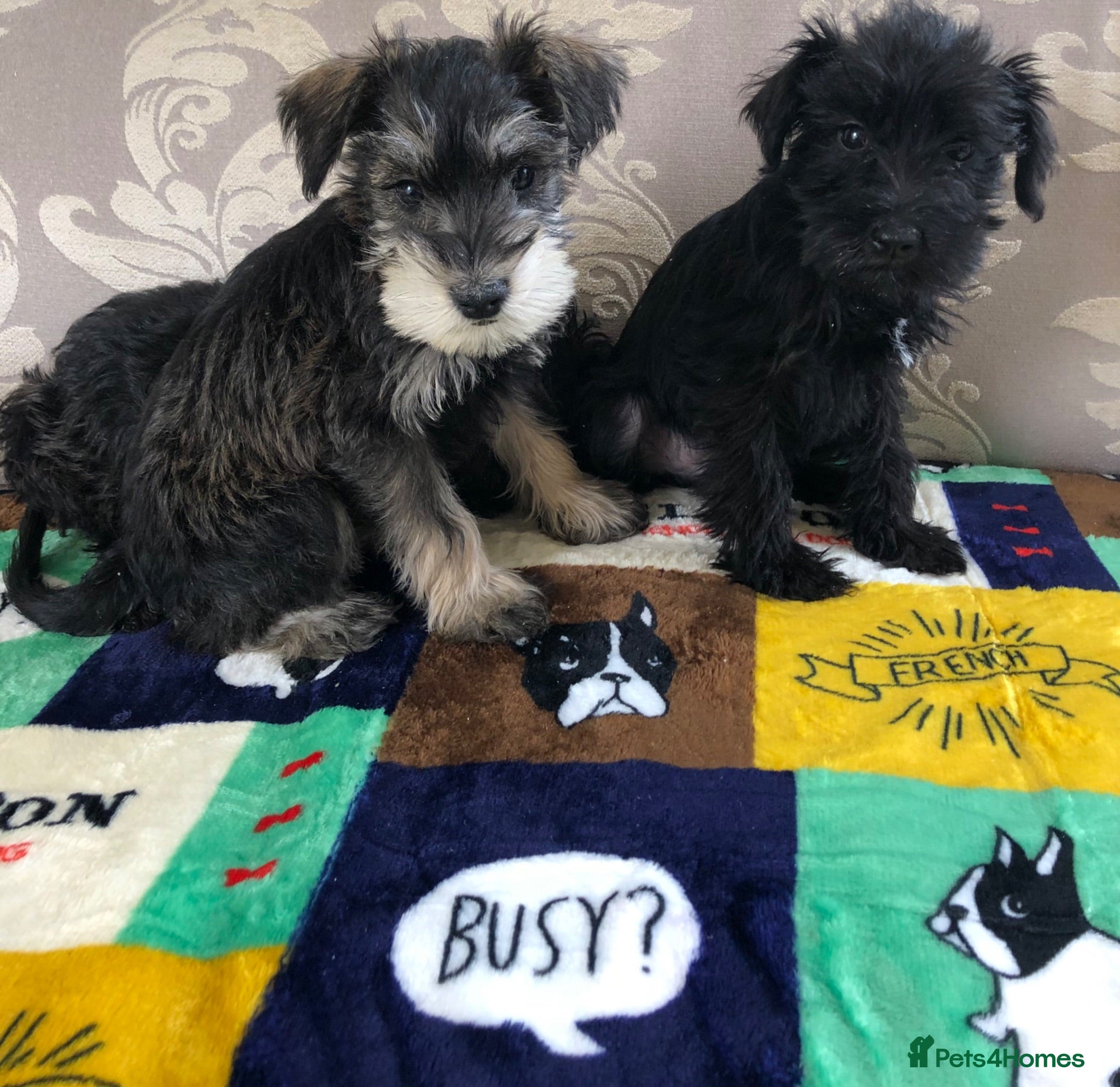 Schnoodle dogs 🐾🐶Schnoodles 🐶🐾 - Advert 6
