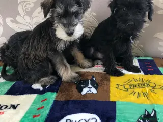 Schnoodle dogs 🐾🐶Schnoodles 🐶🐾 - Advert 5