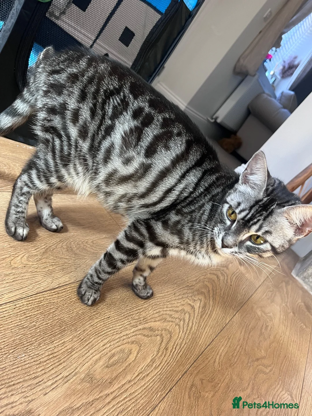 Bengal cats for sale: Bengal Kittens  - Advert 2