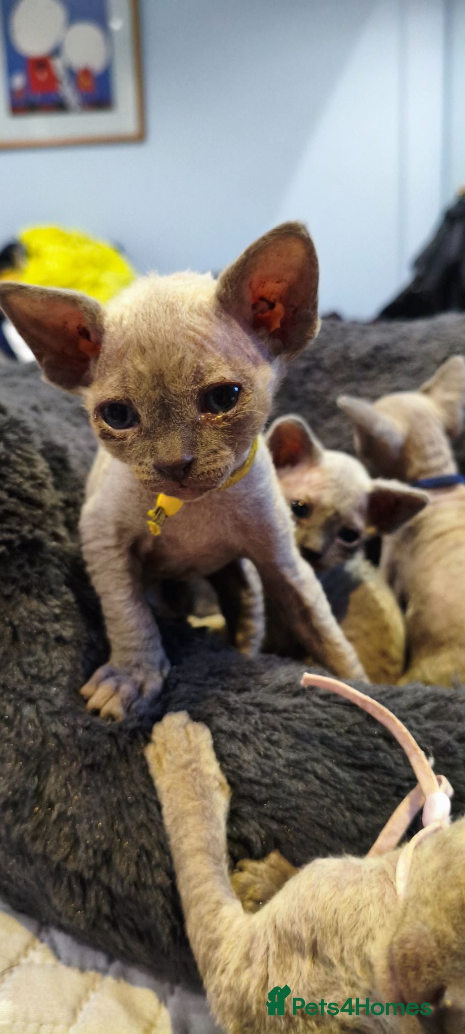 Sphynx cats Stunning Blue/Grey Sphynx Kittens (Litter of 6) - Advert 1