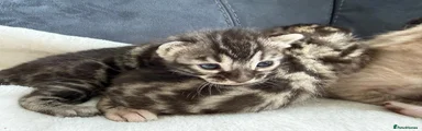 Bengal 3