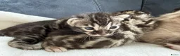 Bengal cats for sale: Bengal Kittens For Sale (6 Left) - Advert 17