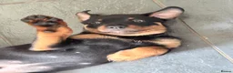 Rottweiler dogs for sale: Rottweiler puppies. 1 LEFT. READY TO GO. - Advert 7