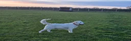 Golden Retriever dogs for sale: Golden Retriever Puppies - Advert 3