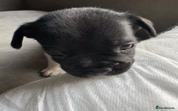 Mixed Breed dogs for sale: french bulldog x jack russell  - Image 4