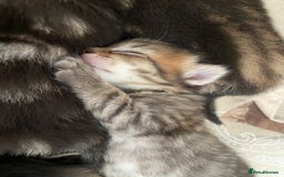 Mixed Breed cats for sale: Gorgeous tabby kittens (ONLY 1 LEFT) - Image 18
